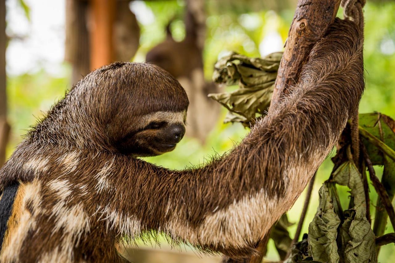 Irapay Amazon Lodge - Asociado Casa Andina Икитос Экстерьер фото