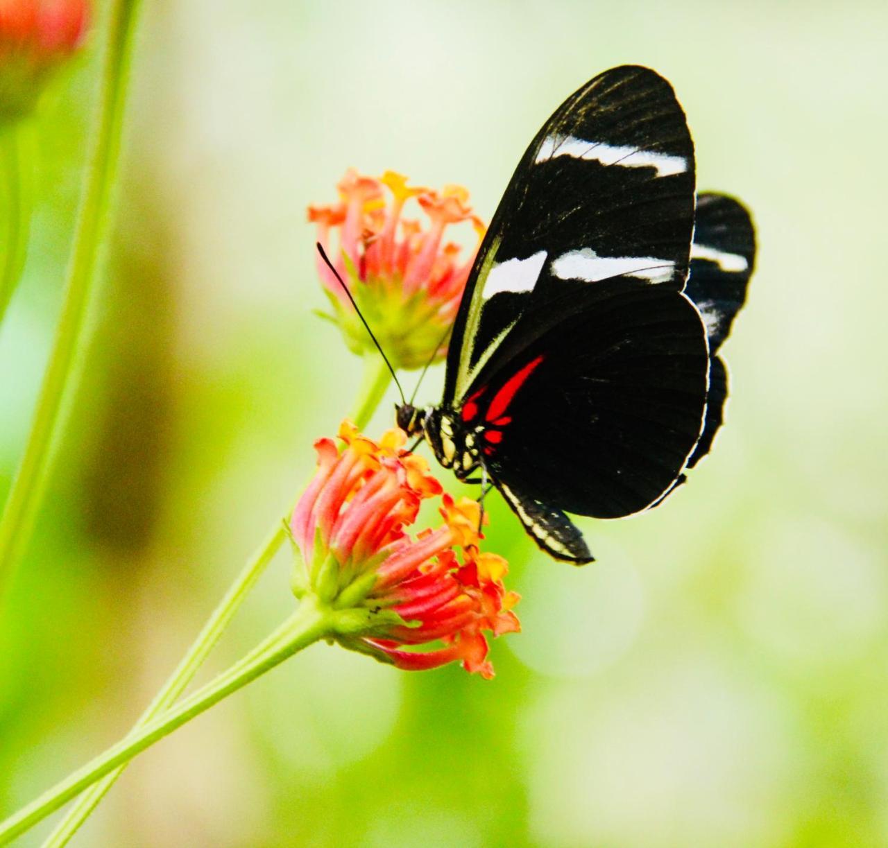 Irapay Amazon Lodge - Asociado Casa Andina Икитос Экстерьер фото